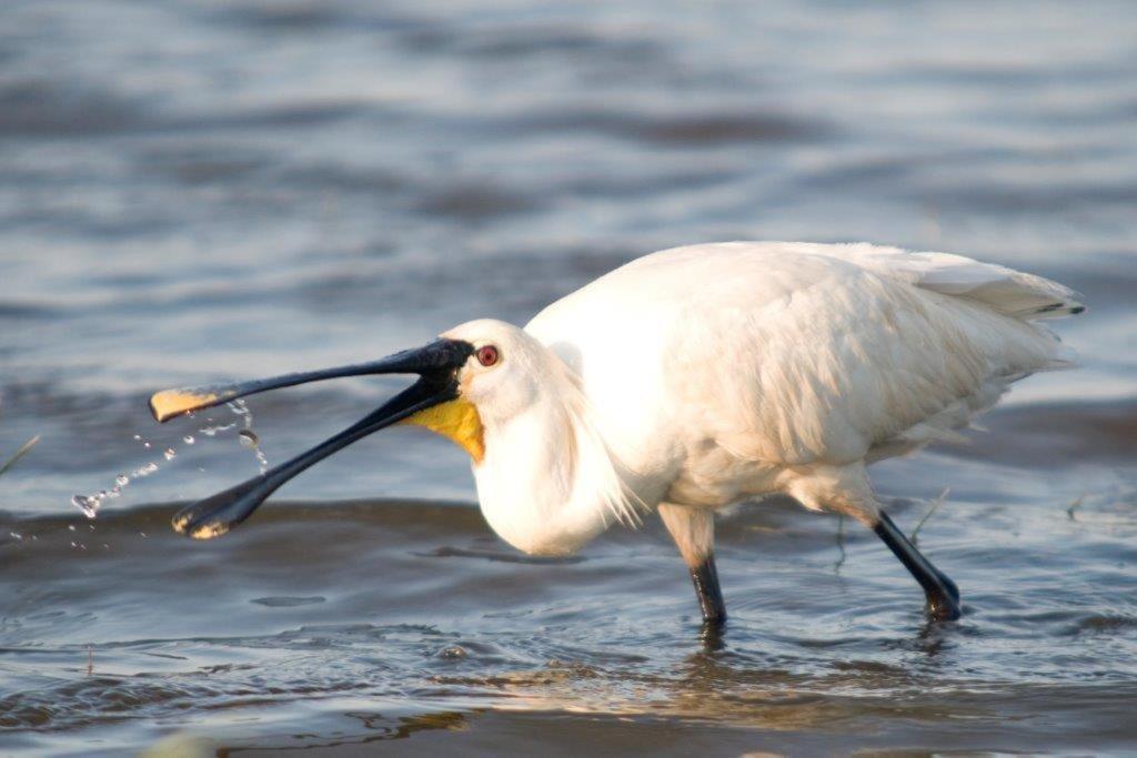 Igluhut De Keet, In Natuurgebied En Vlakbij Het Strand Каллантсог Экстерьер фото